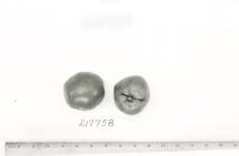 Click for 1 image(s) for this accession. FRUIT